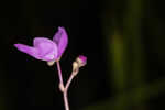 Eastern purple bladderwort